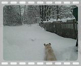 Berkley the Snow Bunny